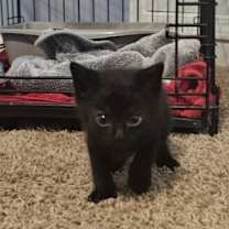 Thumbnail photo of Pelham #4