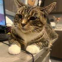 Thumbnail photo of Blair *In Foster* #2
