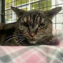 Thumbnail photo of Tory #2