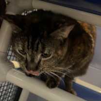 Thumbnail photo of Tory #4