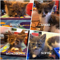 Thumbnail photo of Birdie (& Angie) #4