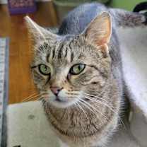 Thumbnail photo of Aurora #2