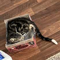 Thumbnail photo of Dipper #2