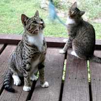 Thumbnail photo of Chalky and Rusti #2