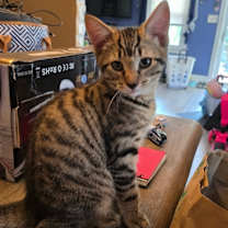 Thumbnail photo of Apollo #1