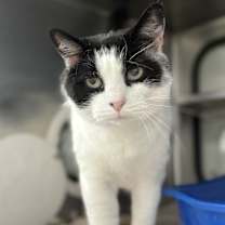 Thumbnail photo of Athena #4