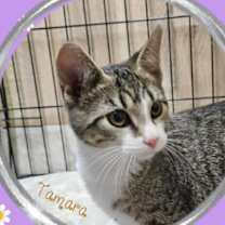 adopt-pet