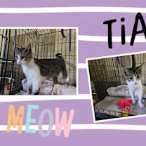 adopt-pet