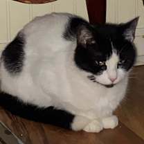 Thumbnail photo of Zisel #2