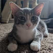 Thumbnail photo of Nugget #1