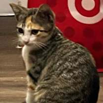 Thumbnail photo of Coconut BDL #2