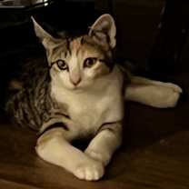 Thumbnail photo of Coconut BDL #3