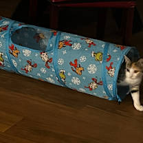 Thumbnail photo of Coconut BDL #4