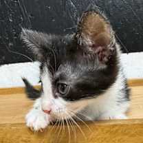 Thumbnail photo of Sprout JG #3