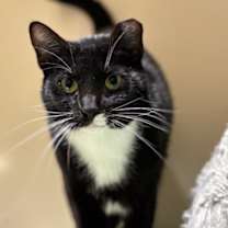 Thumbnail photo of Athena #1