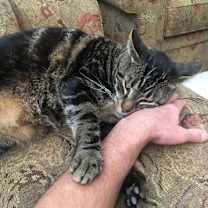 Thumbnail photo of Yanni #3