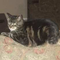 Thumbnail photo of Yanni #4