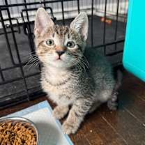 Thumbnail photo of Gus #3