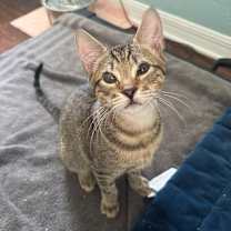 Thumbnail photo of Jaq #4