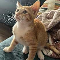 Thumbnail photo of Tangerine BDL #2