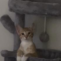 Thumbnail photo of Tangerine BDL #3