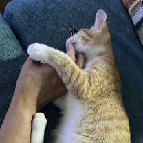 Thumbnail photo of Tangerine BDL #4