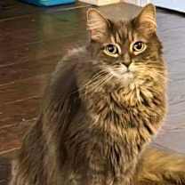 Thumbnail photo of Boomer (Bonded with Charger) #1