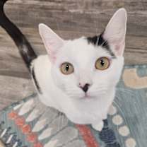 Thumbnail photo of Lilo Pelekai #1