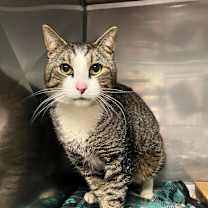 Thumbnail photo of Marmot #2