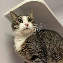 Thumbnail photo of Marmot #3