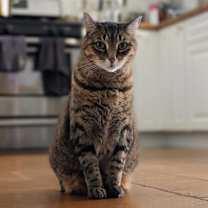 Thumbnail photo of Stanley #1