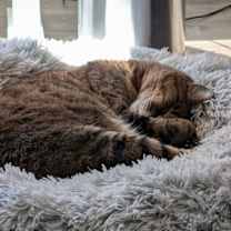 Thumbnail photo of Stanley #2