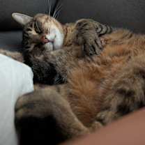 Thumbnail photo of Stanley #3