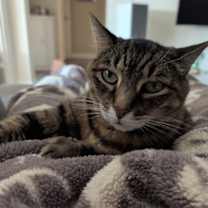 Thumbnail photo of Stanley #4