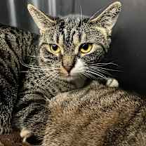 Thumbnail photo of Breaker (Bonded with Zap) #3