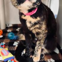 Thumbnail photo of Twinkle #1