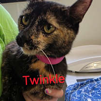 Thumbnail photo of Twinkle #2