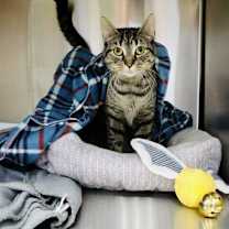 Thumbnail photo of Hermione #2