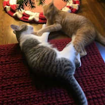 Thumbnail photo of Sampson #2