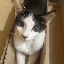 Thumbnail photo of Yeti #2