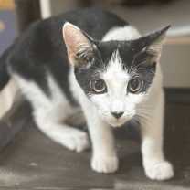 Thumbnail photo of Yeti #4