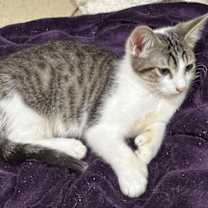 Thumbnail photo of Toebias #1