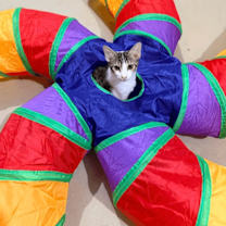 Thumbnail photo of Toebias #2