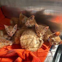 Thumbnail photo of Macaroni #2