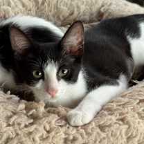 Thumbnail photo of Rain jg #1