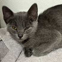 Thumbnail photo of Livia JG #2