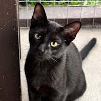 Thumbnail photo of Cerulean JG #1