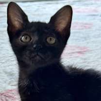 Thumbnail photo of Satoru JG #3