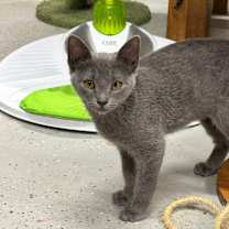 Thumbnail photo of Livia JG #1