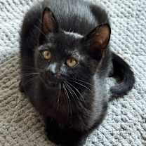 Thumbnail photo of Cerulean JG #2